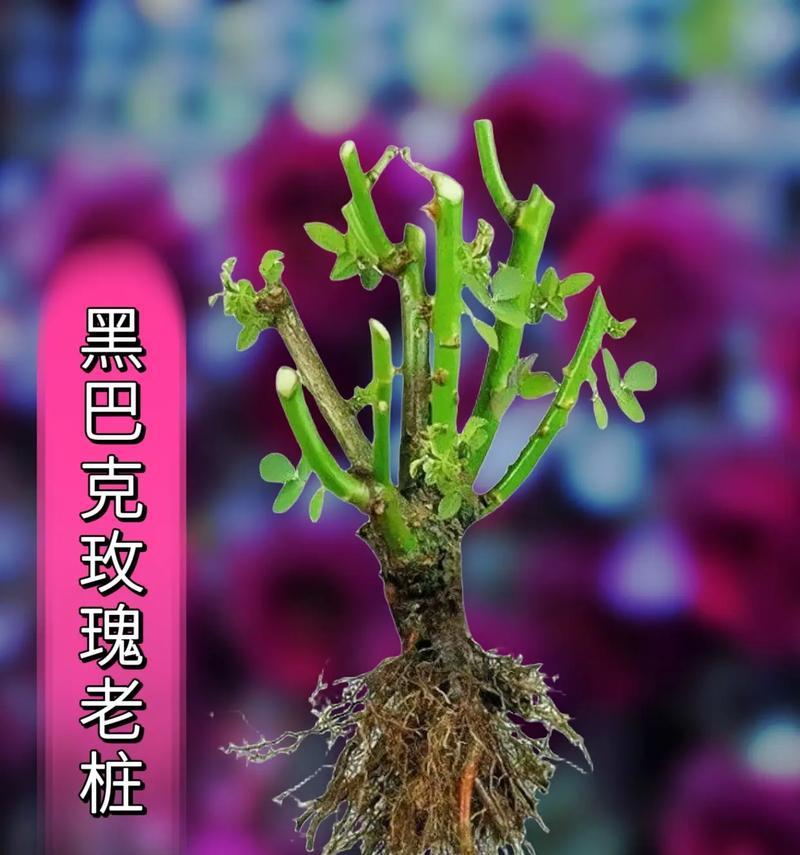 暗黑风格的花语是什么？暗黑风格花语有何含义？