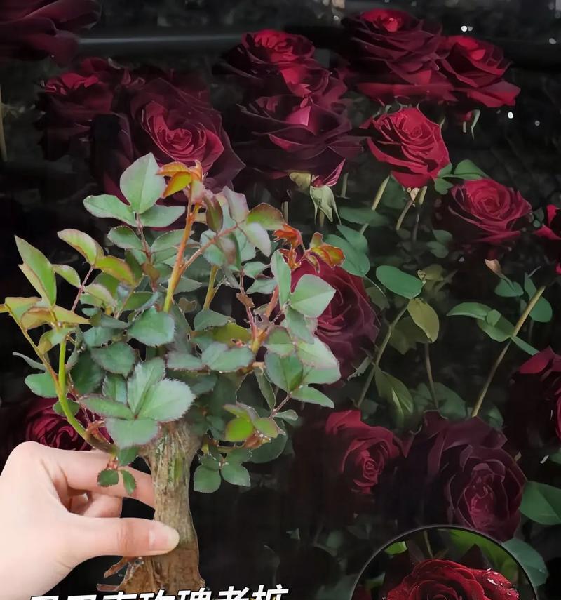 暗黑风格的花语是什么？暗黑风格花语有何含义？