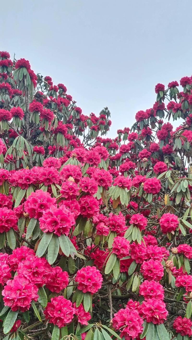 十里杜鹃花都有什么花语？这些花语各自代表了什么？