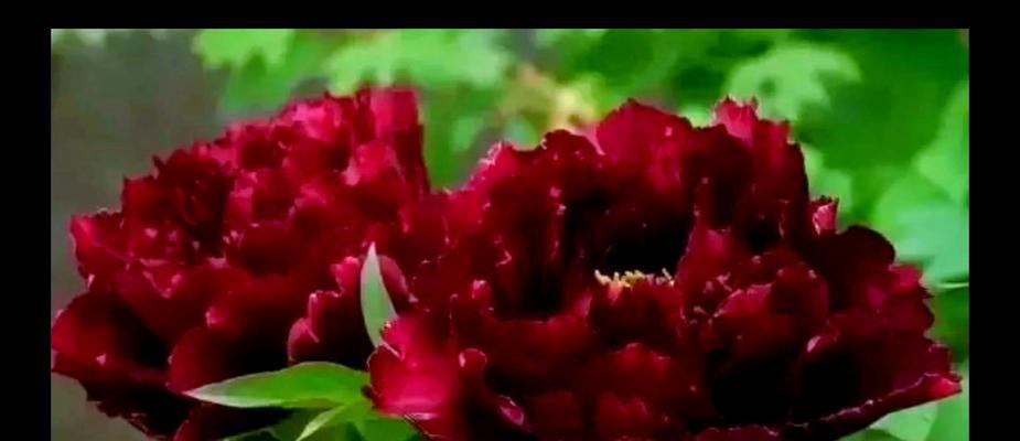 56种颜色牡丹花各自代表什么？牡丹花语的多样性如何体现？