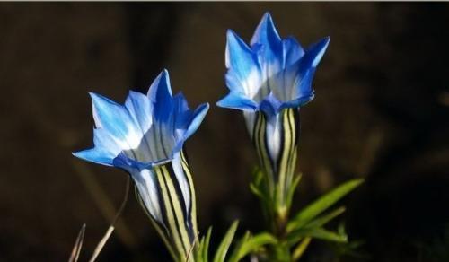 司岚对应的花语是什么？它代表了哪种花？