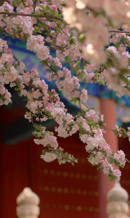 遗憾和等待的花语有哪些？哪种花代表遗憾和等待？