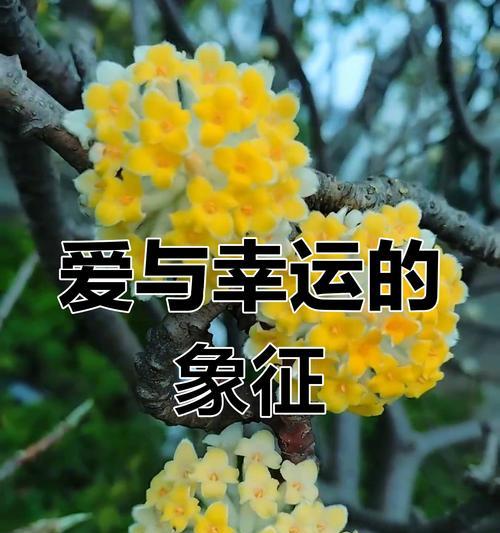 哪种花的花语象征真诚爱情？