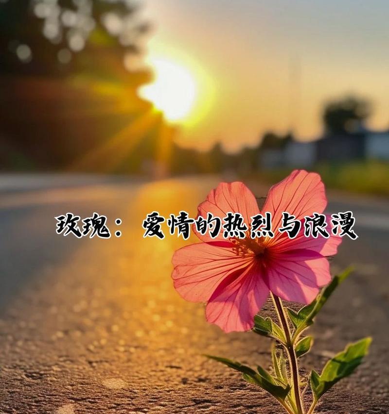 哪种花的花语象征真诚爱情？