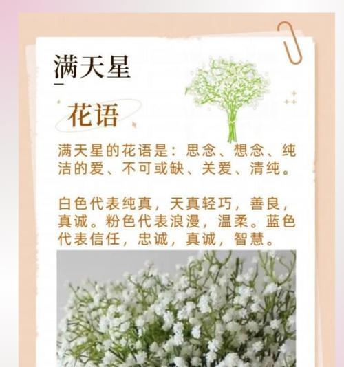 送老师什么花最合适？花语有哪些寓意？