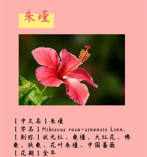 花语名酒名烟是什么花？这些品牌与哪种花的花语相关？