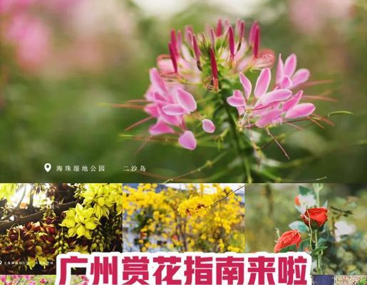 戏家四季花语是什么？四季花代表了哪些不同的意义？