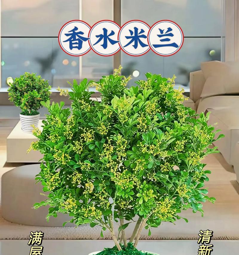 戏家四季花语是什么？四季花代表了哪些不同的意义？
