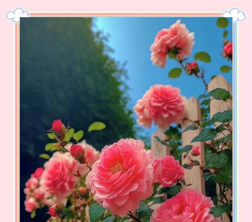 戏家四季花语是什么？四季花代表了哪些不同的意义？