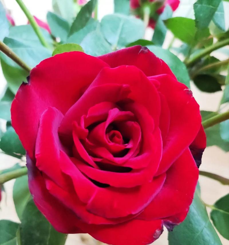 红玫瑰的花语15朵代表什么？15朵红玫瑰的含义是什么？