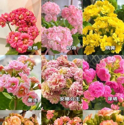 长生花的花语有何含义？长生花代表了什么？