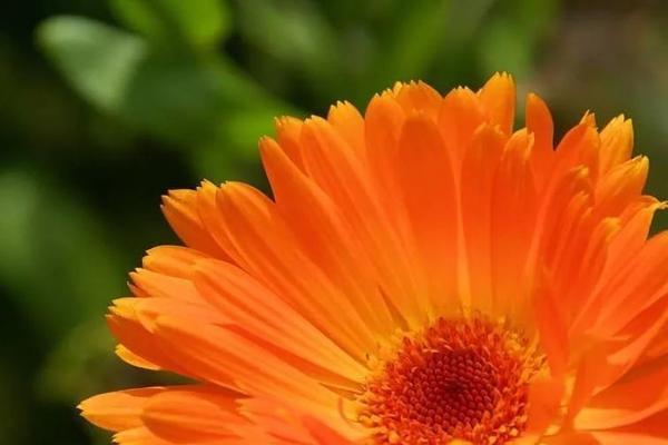 长生花的花语有何含义？长生花代表了什么？