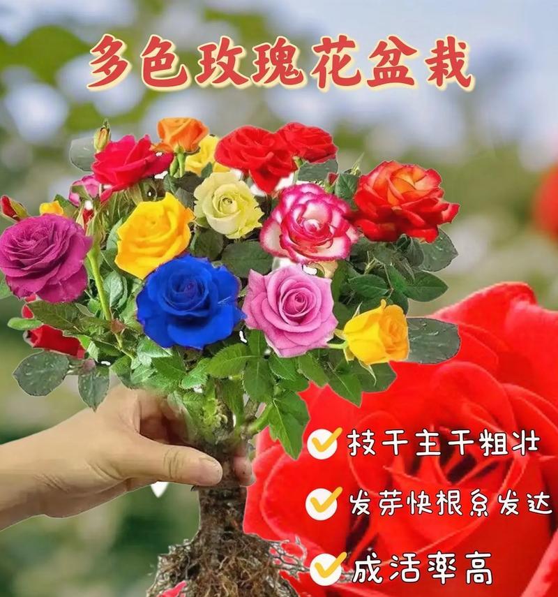 玫瑰花用于道歉时的寓意是什么？玫瑰花道歉的花语有哪些？