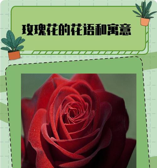 玫瑰花的寓意只有爱情吗？玫瑰花还有哪些其他含义？