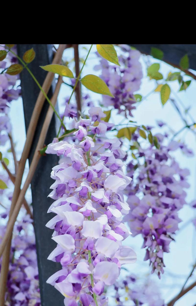 哪种花的花语是表达自我价值？