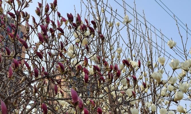 花语芬芳通常指代哪些主题？