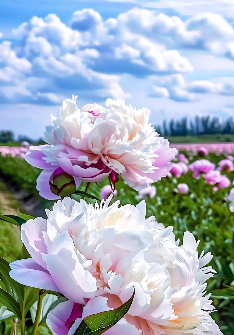 花语芬芳通常指代哪些主题？