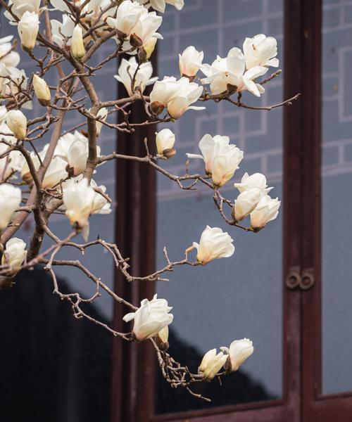 老祖宗的审美中花语有何特别之处？传统审美中的花语代表什么？