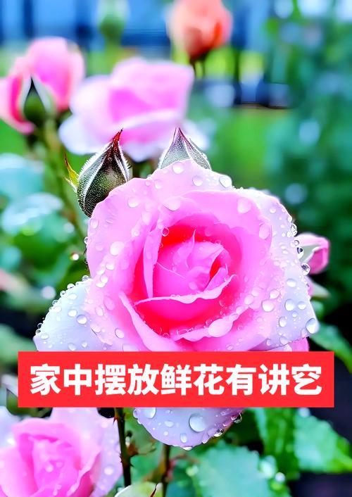 哪种花的花语象征着烂桃花？