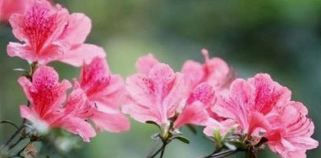 哪种花的花语象征着烂桃花？