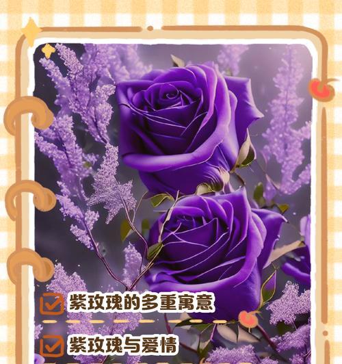 菩萨玫瑰的花语有哪些含义？它象征着什么？