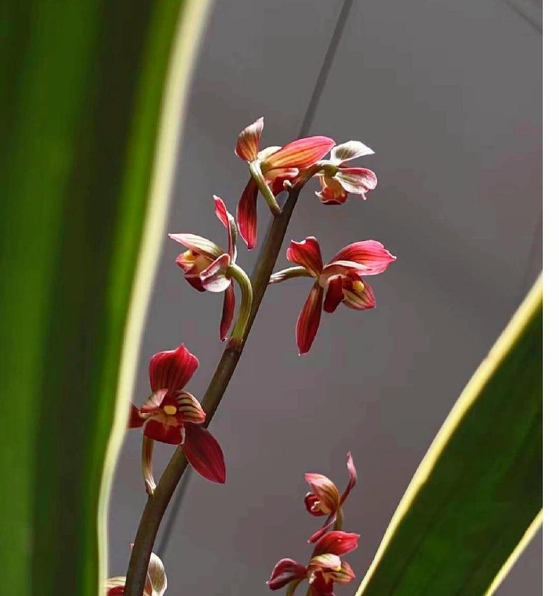 兰花象征着什么？兰花花语的深层含义是什么？