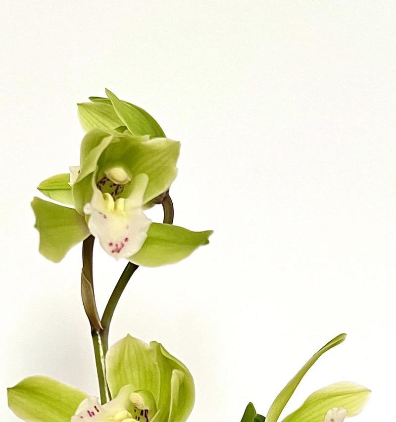 兰花象征着什么？兰花花语的深层含义是什么？