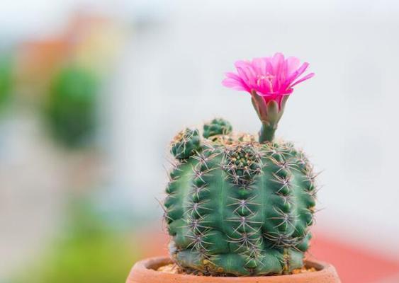 名声在外的花语是什么？哪种花代表名声？
