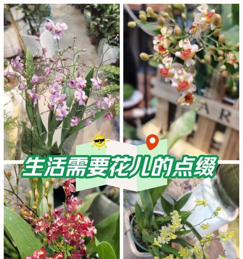 玉折兰花的寓意和花语是什么？