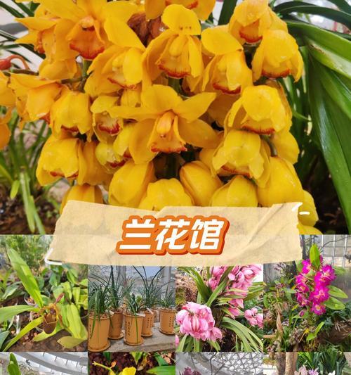 玉折兰花的寓意和花语是什么？