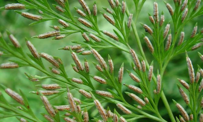 蕨根粉的花语有何深意？它代表了什么？