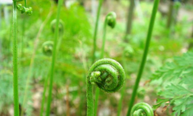 蕨根粉的花语有何深意？它代表了什么？
