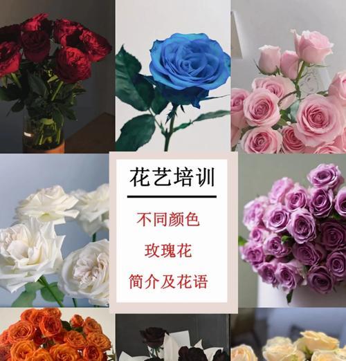 每日出生的花语有哪些不同的含义？
