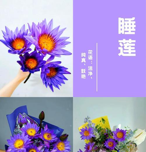 紫色加白色玫瑰的花语是什么？它们共同代表什么？