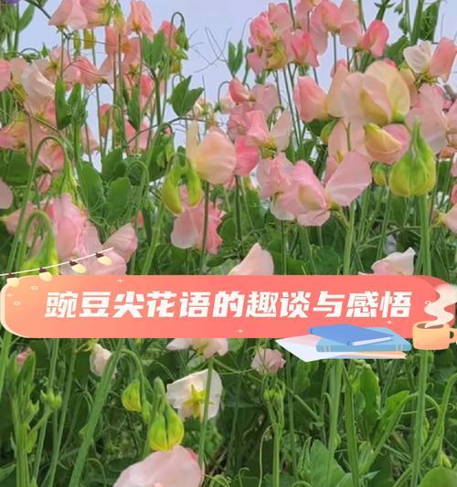 弯豆尖的花语有何深意？