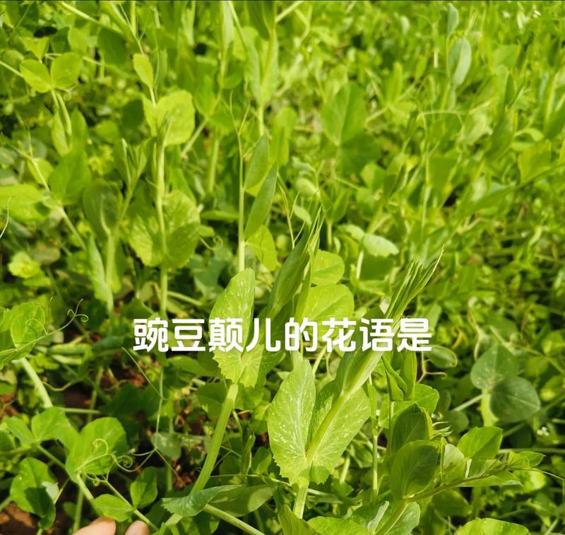 弯豆尖的花语有何深意？