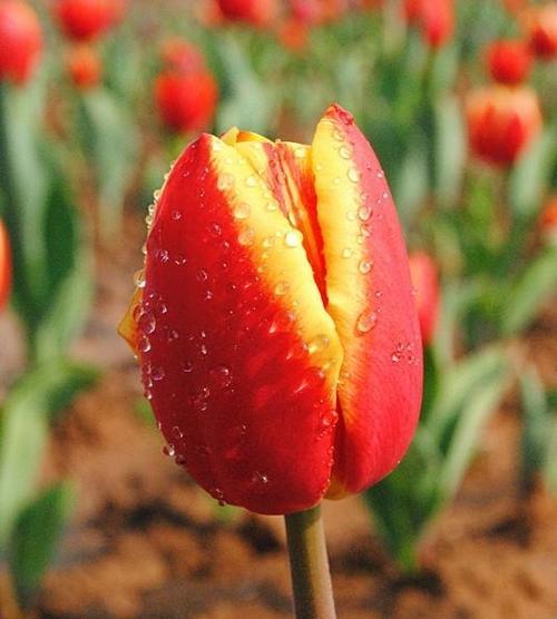 小王子森林的花语有何独特之处？