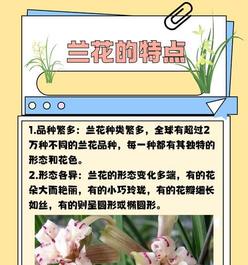 兰花的花语寓意有哪些？兰花代表什么情感？
