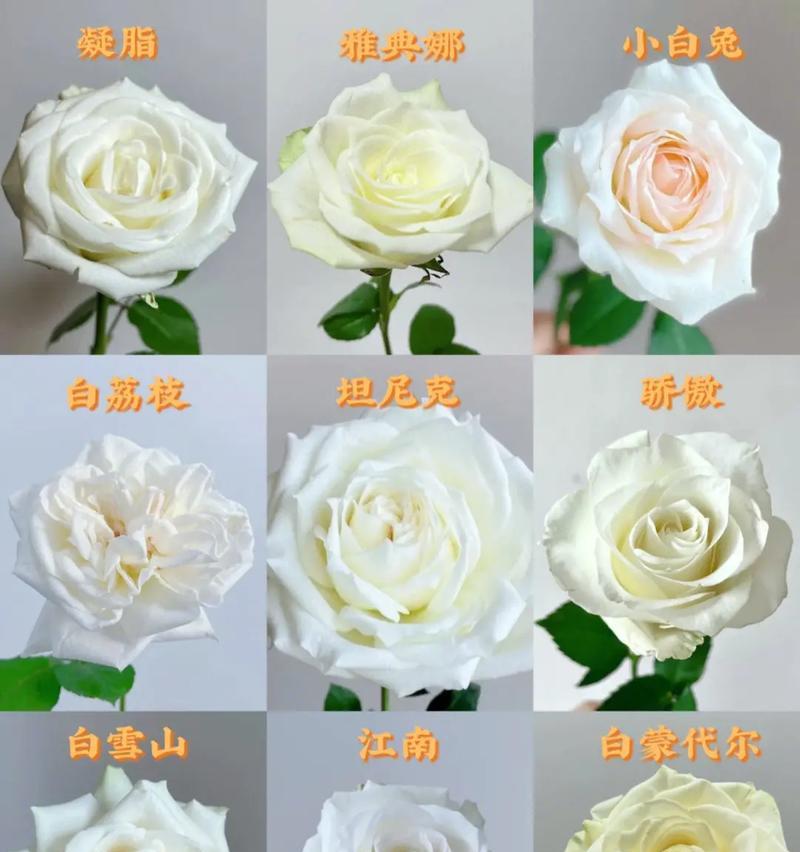 如何选择与玫瑰花相配的花语？搭配玫瑰花的花语有哪些？