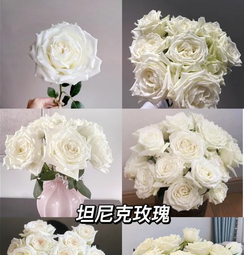金玫瑰花寓意着什么？它象征着什么？