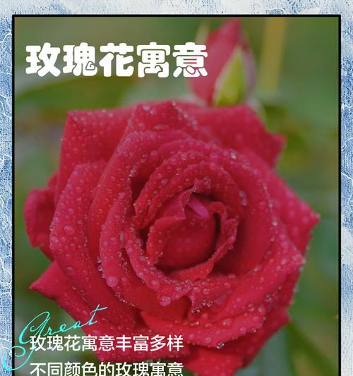 金玫瑰花寓意着什么？它象征着什么？