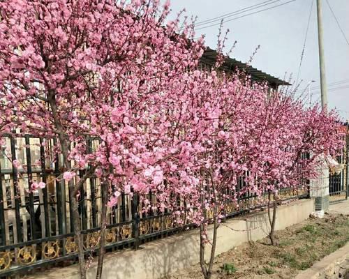 榆叶梅和红梅的花语有何不同？它们各自代表了什么？