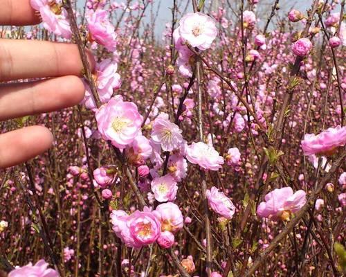 榆叶梅和红梅的花语有何不同？它们各自代表了什么？