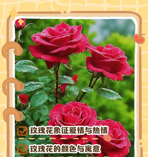 友情和爱情的花语有哪些？友情与爱情的花语是什么？