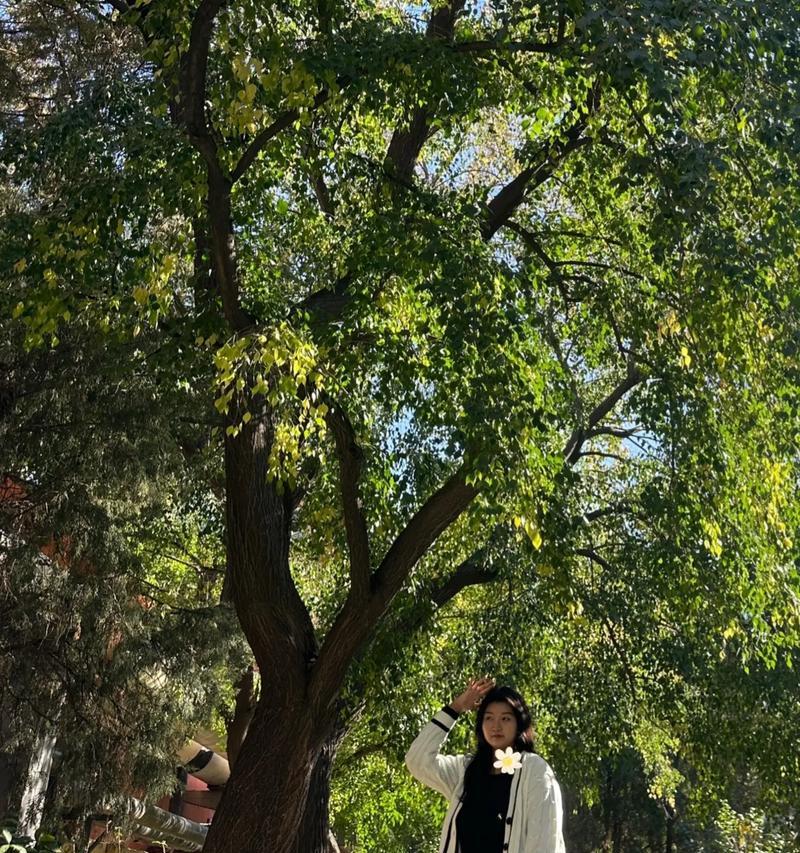 迟桂经久的花语是什么？表达怎样的情感？
