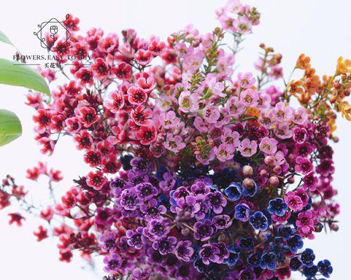 粉色澳洲腊梅花语代表什么？