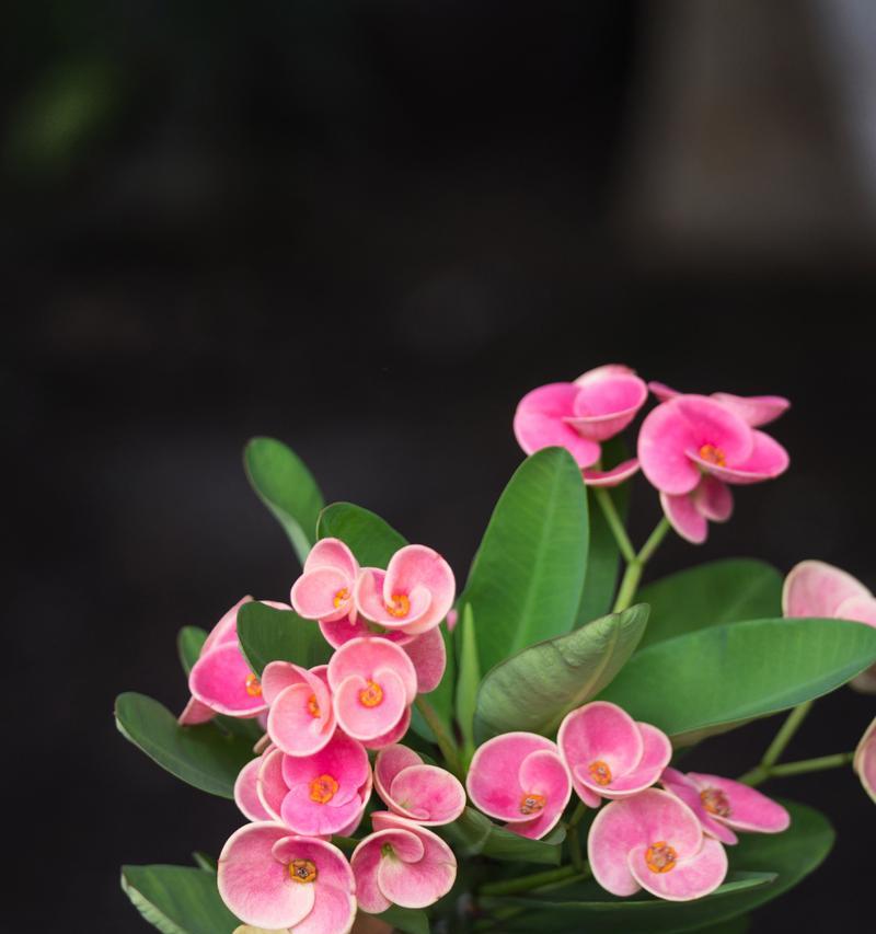 粉色澳洲腊梅花语代表什么？
