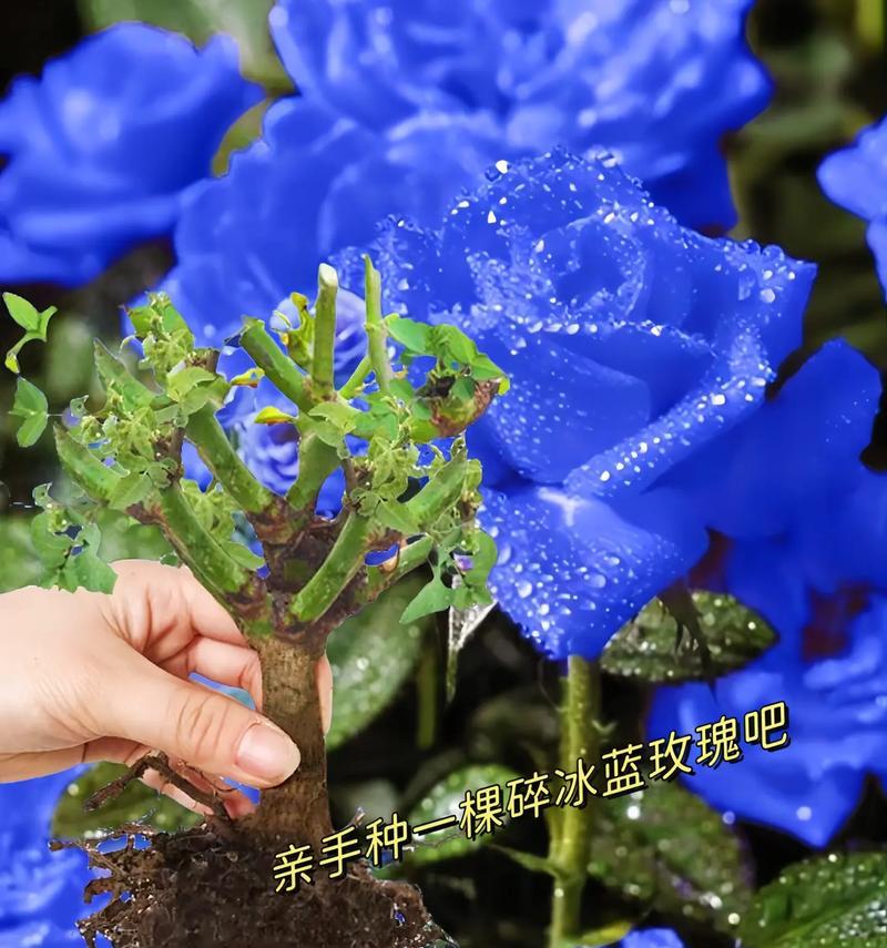 开心的花语有哪些？如何用花语表达希望？