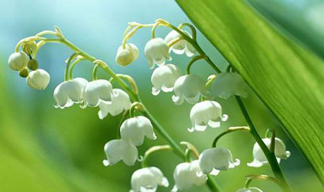 雷击木的寓意是什么？花语又代表什么？