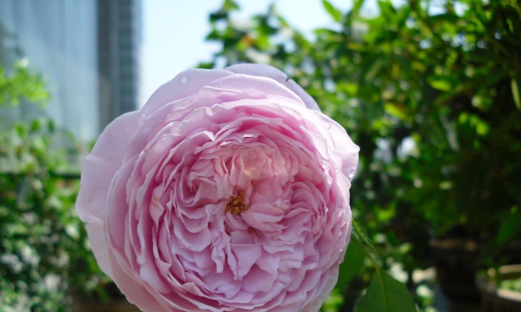 哪种花象征自由？花语中自由的含义是什么？